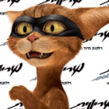 cat cat